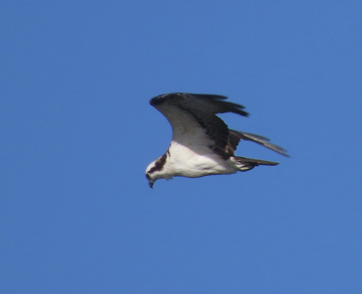 Águila Pescadora - ML439246071