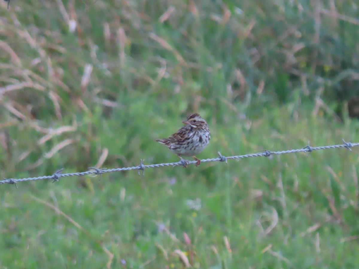 Savannah Sparrow - ML439248111