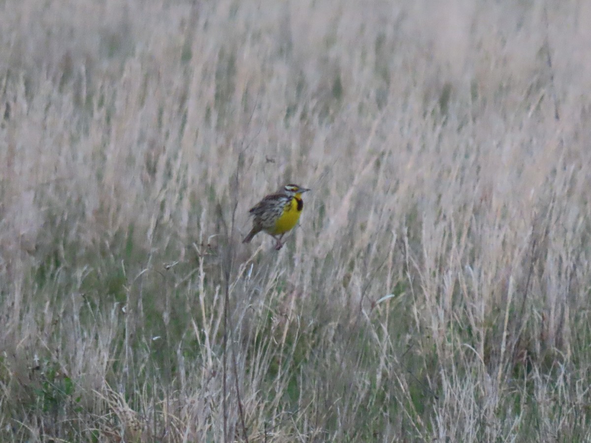 Eastern Meadowlark - ML439248141
