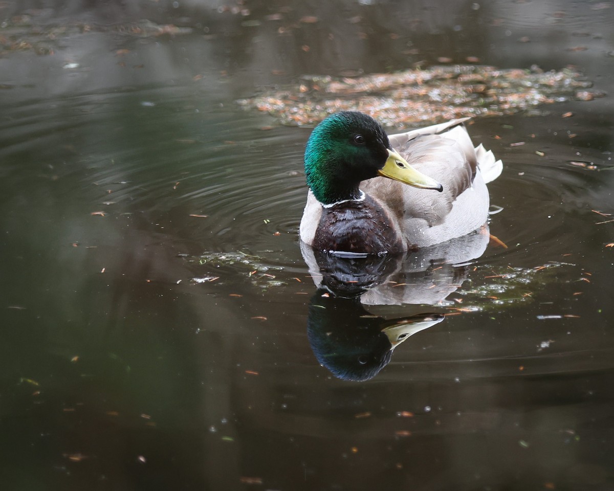 Canard colvert - ML439249451