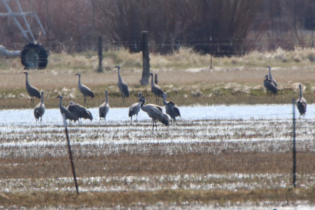 Common Crane - ML439249531