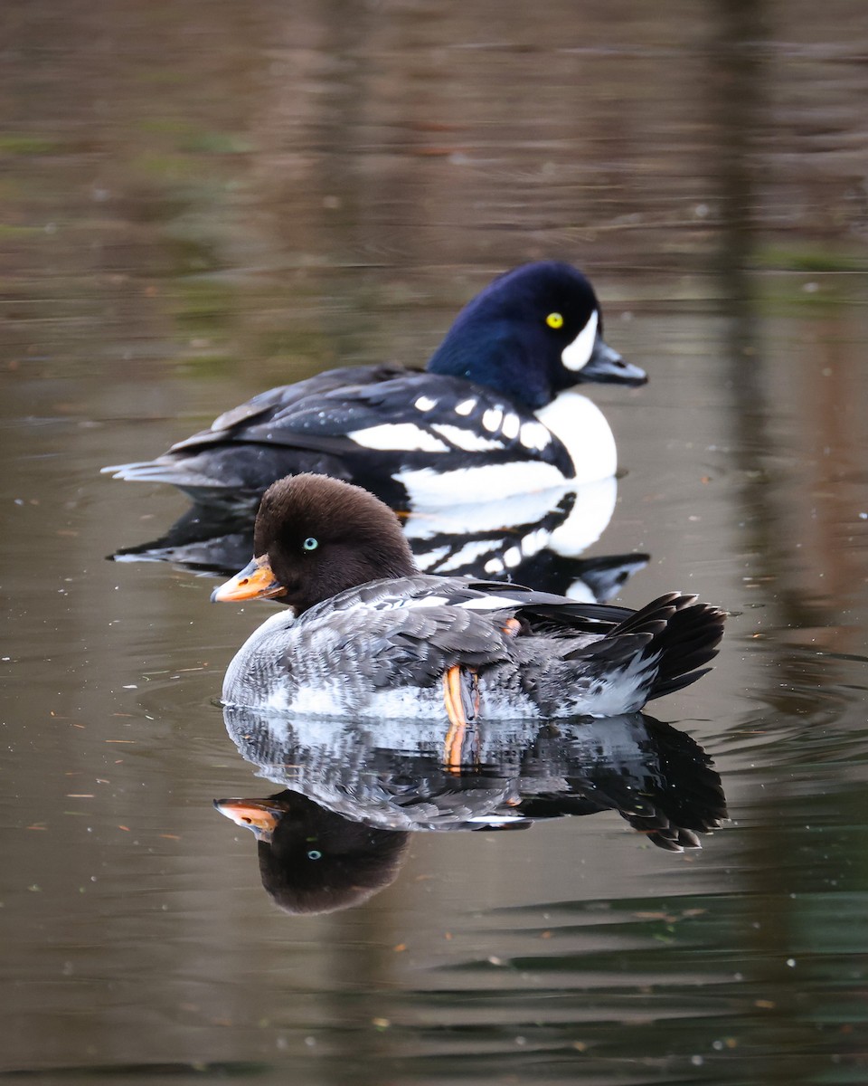 Barrow's Goldeneye - patrick barry