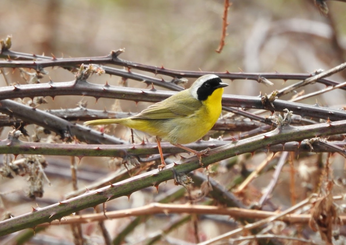 Common Yellowthroat - ML439250001