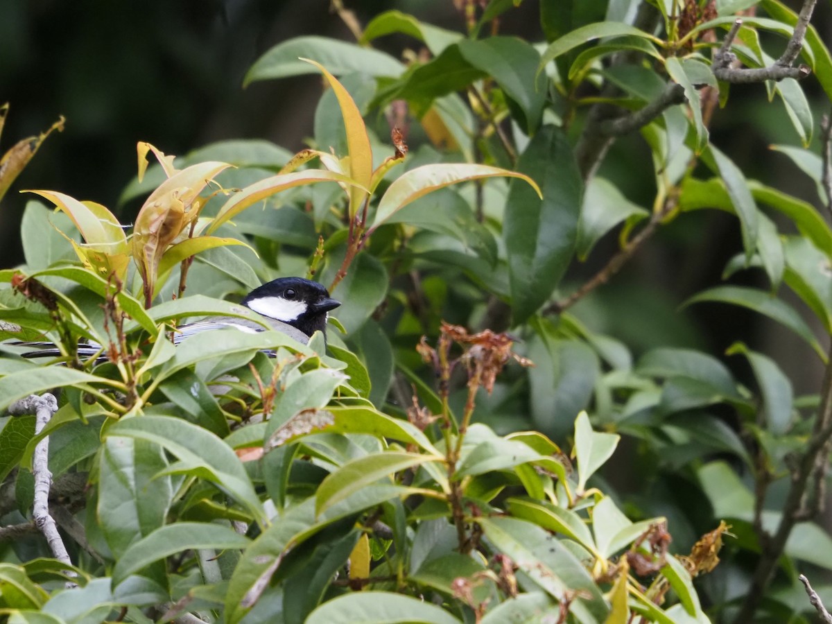 Japanese Tit - ML439251051