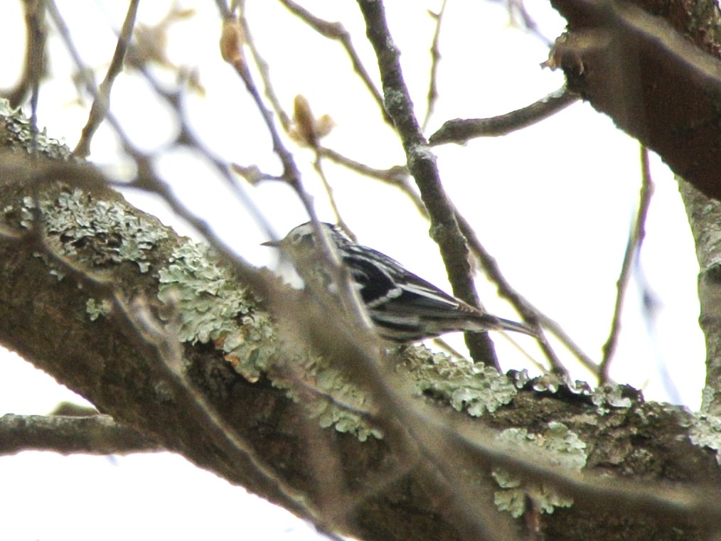 Black-and-white Warbler - ML439251581