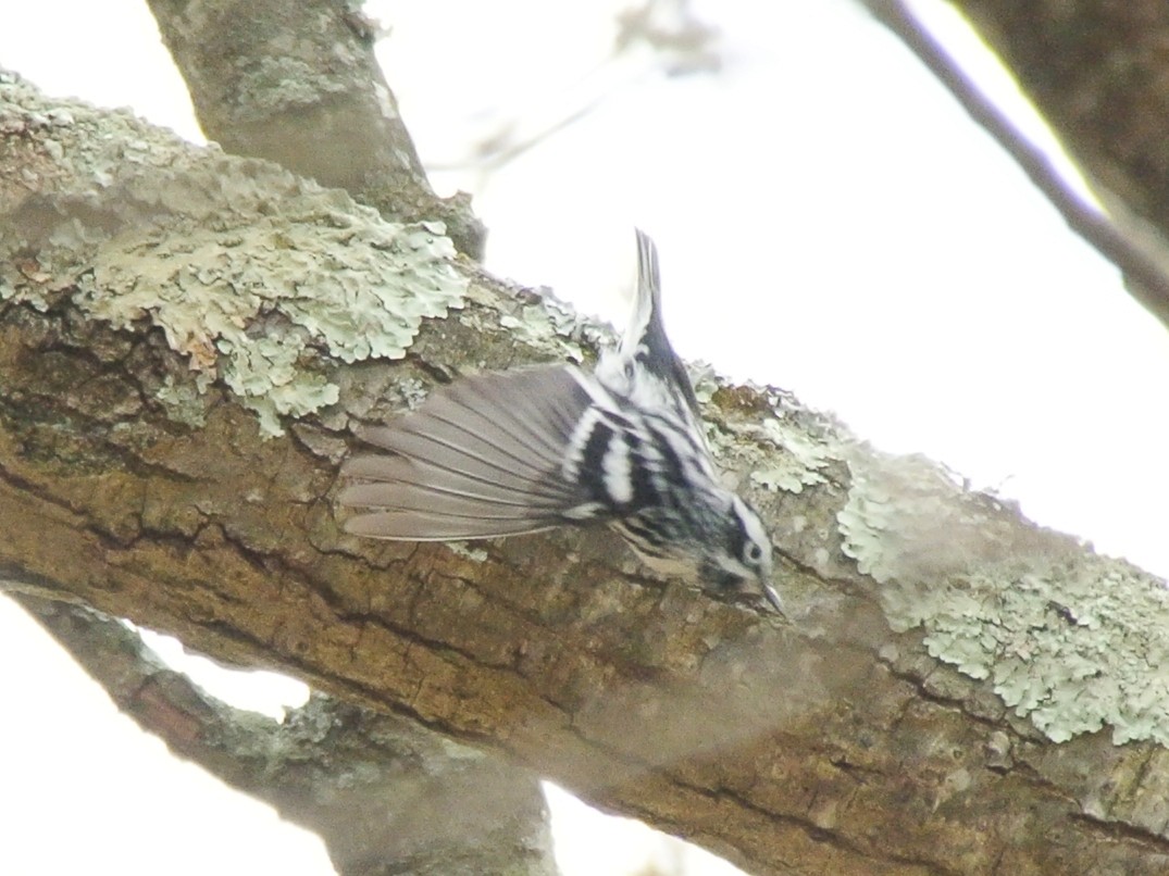 Black-and-white Warbler - ML439251621