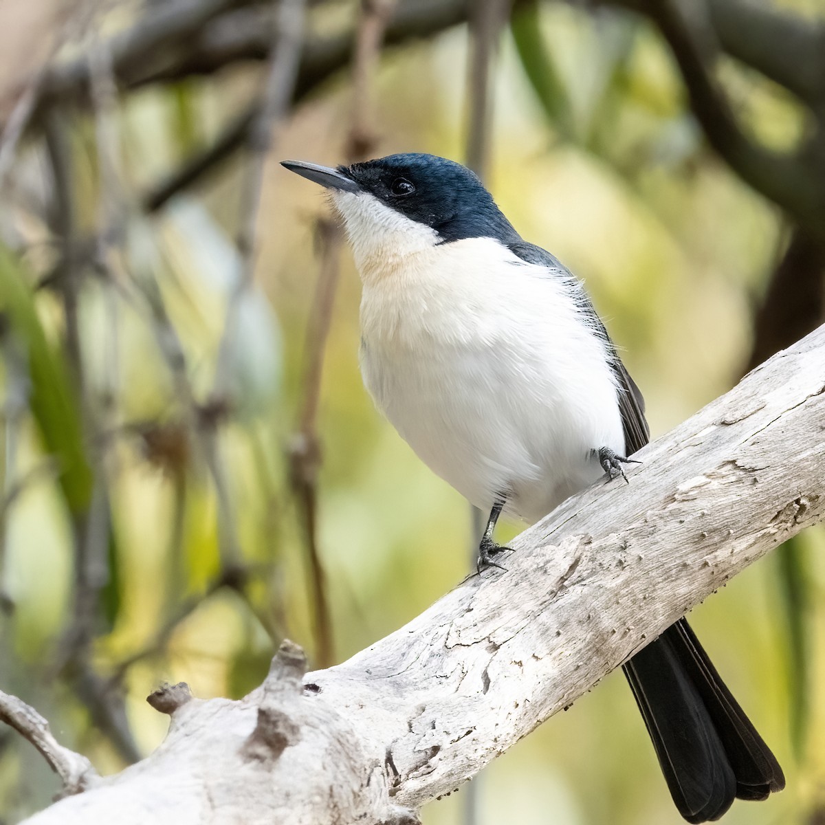 Restless Flycatcher - ML439252641