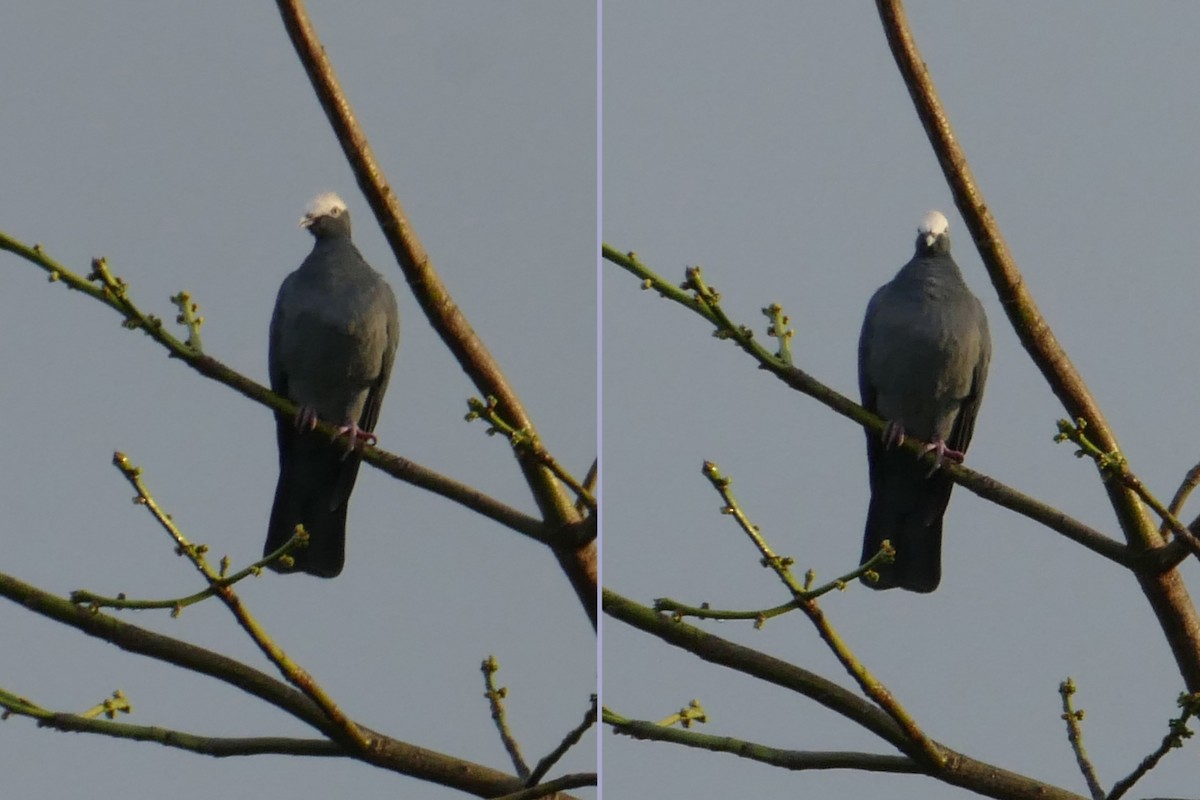 White-crowned Pigeon - ML43925371