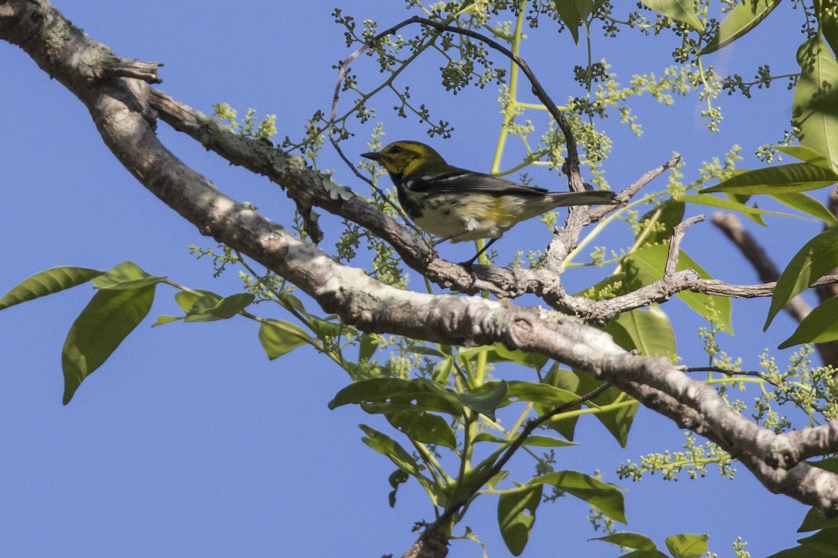 Black-throated Green Warbler - Robert Lockett