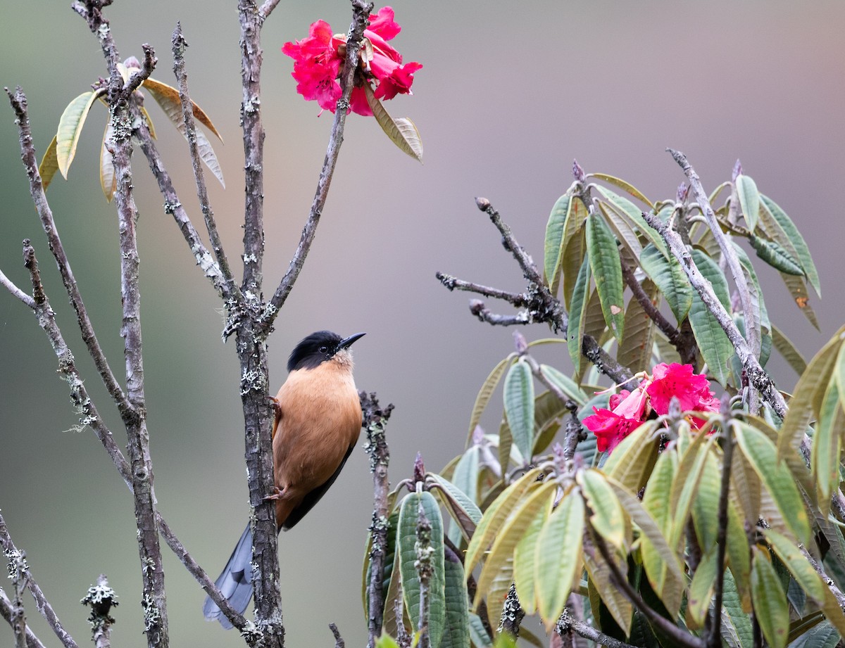 Rufous Sibia - ML439254131
