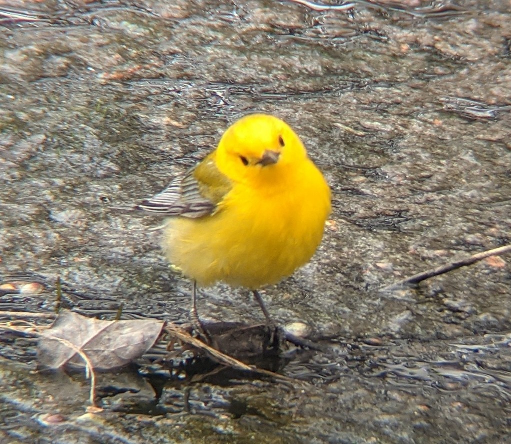Prothonotary Warbler - ML439257011