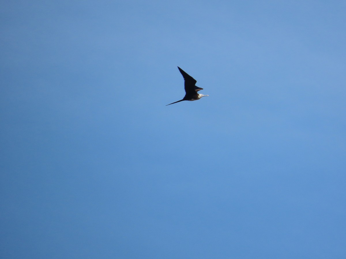 Magnificent Frigatebird - ML439257111