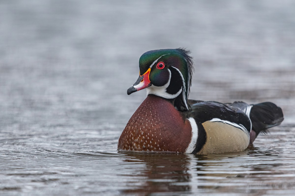 Wood Duck - Seth Owens