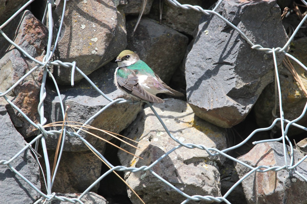 Violet-green Swallow - ML439258701