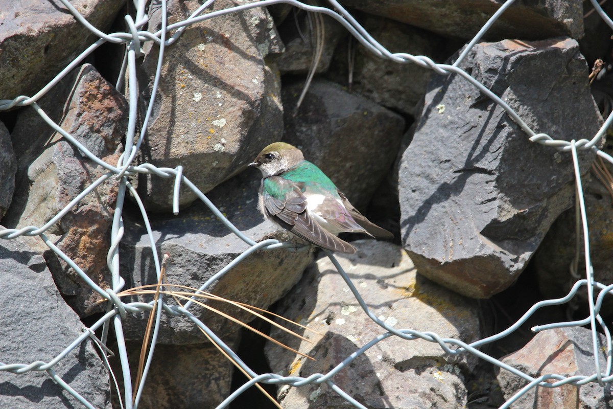 Violet-green Swallow - ML439258711