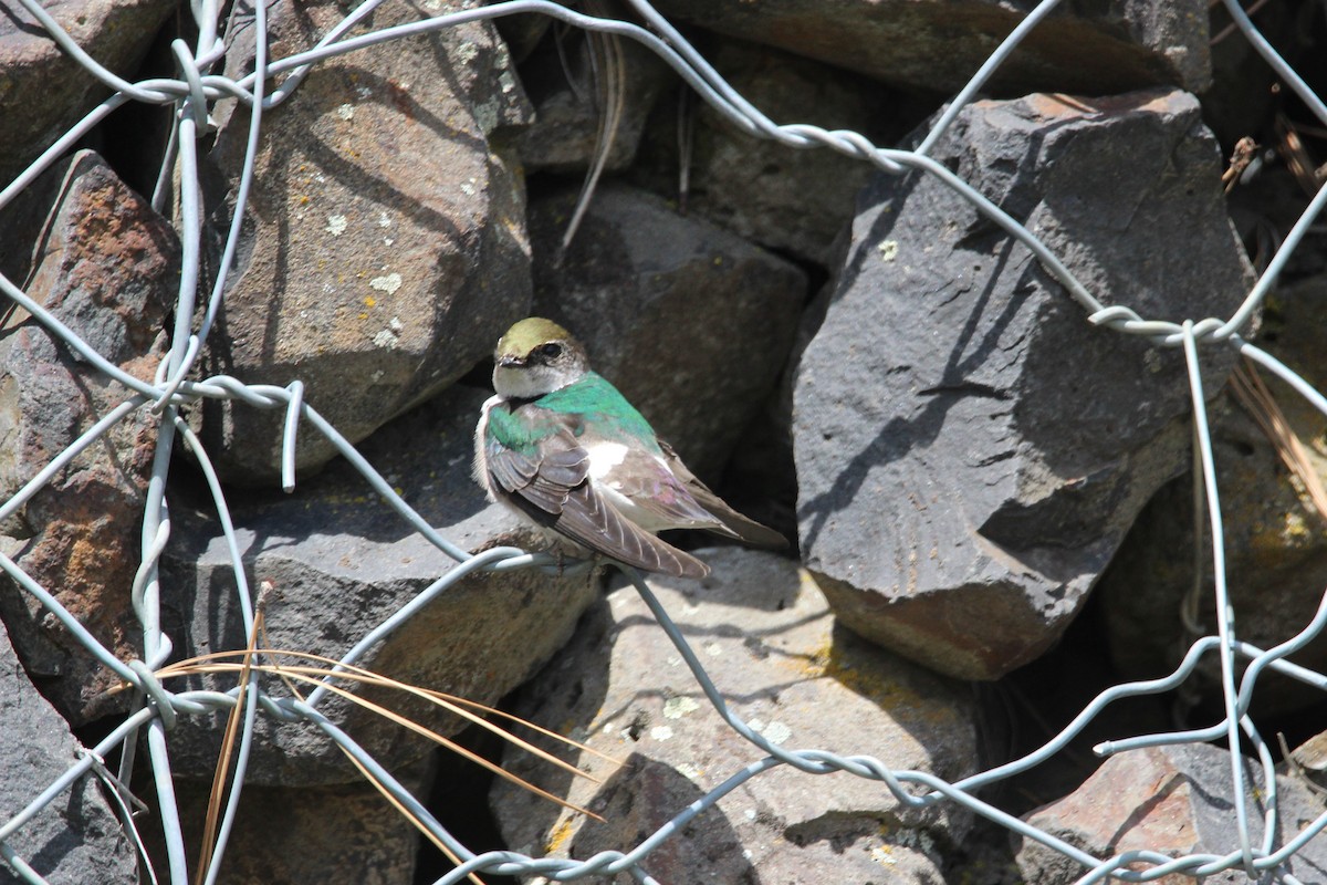 Violet-green Swallow - ML439258721