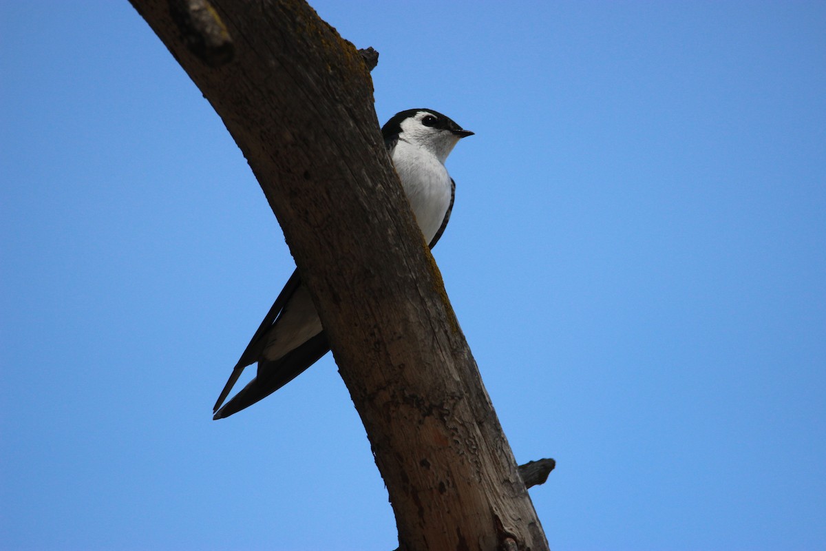 Violet-green Swallow - ML439258731