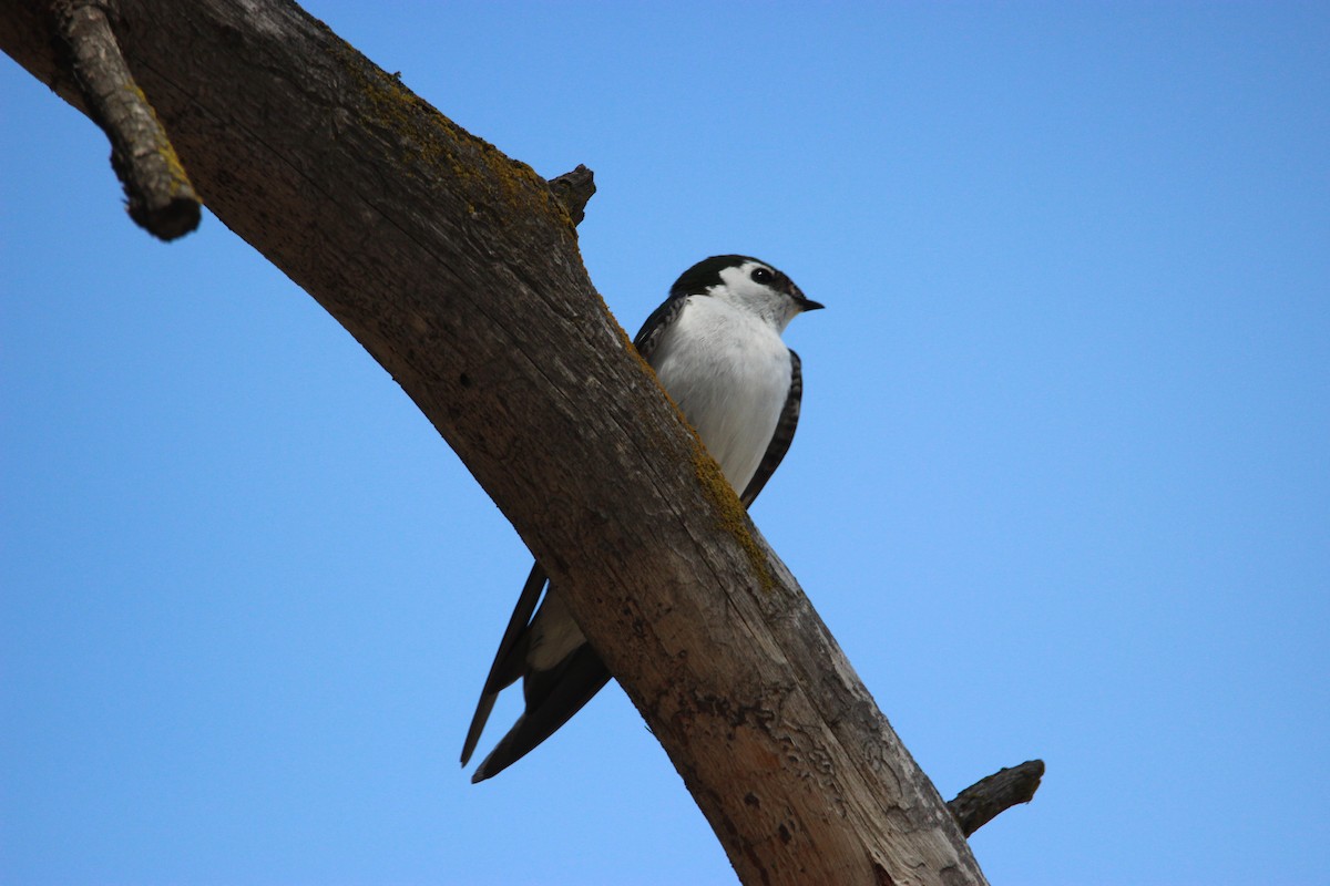 Violet-green Swallow - ML439258741