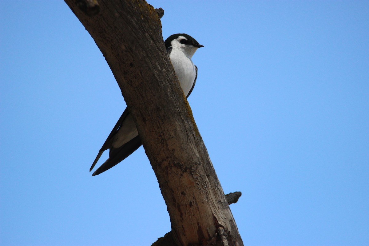 Violet-green Swallow - ML439258751