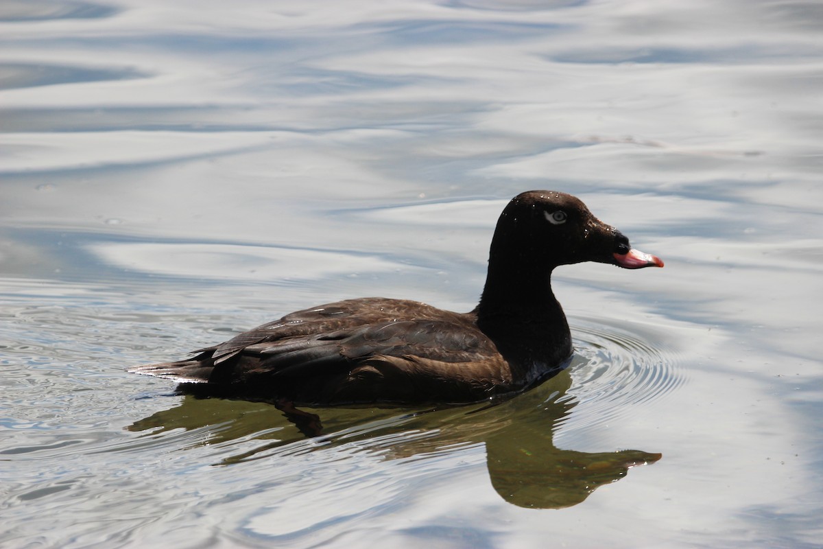 White-winged Scoter - ML439258771