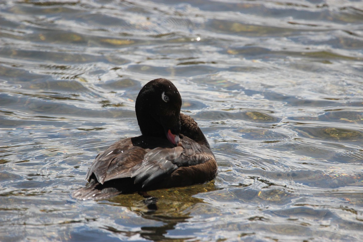 White-winged Scoter - ML439258781