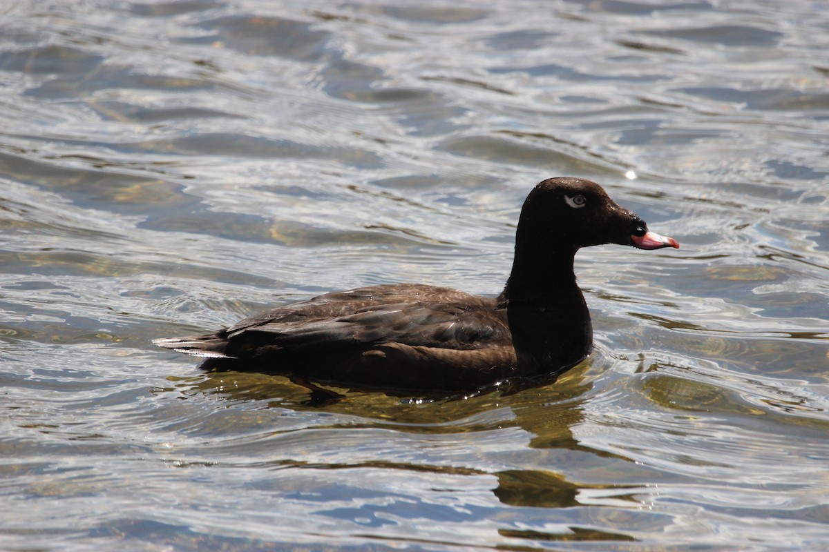 White-winged Scoter - ML439258791