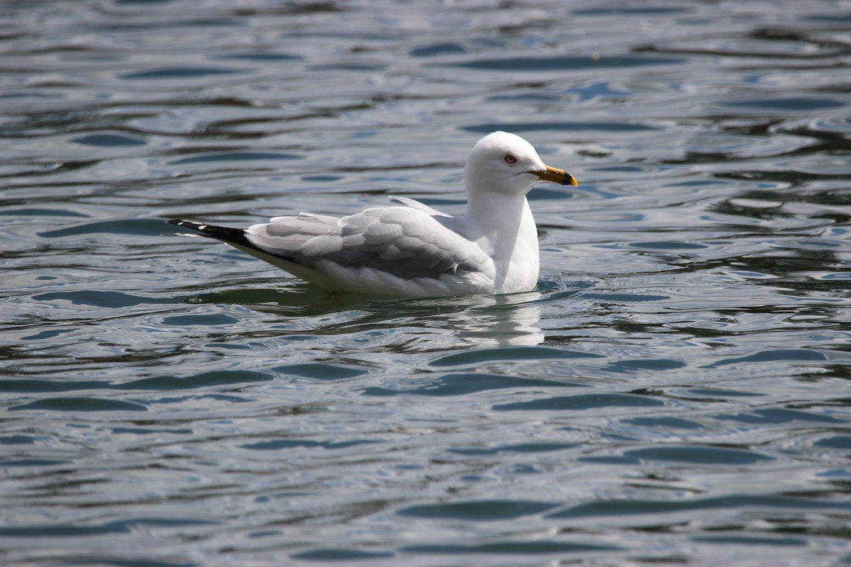 Ring-billed Gull - ML439258801