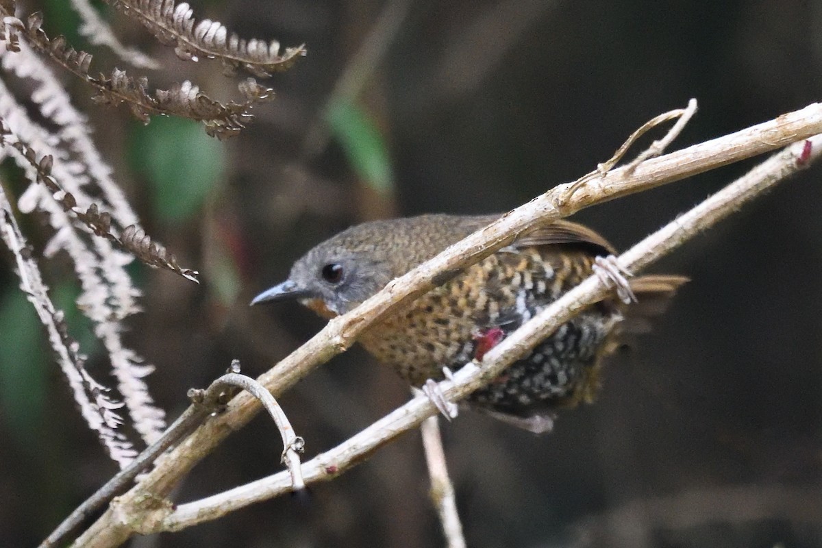 Rufous-throated Wren-Babbler - ML439259931