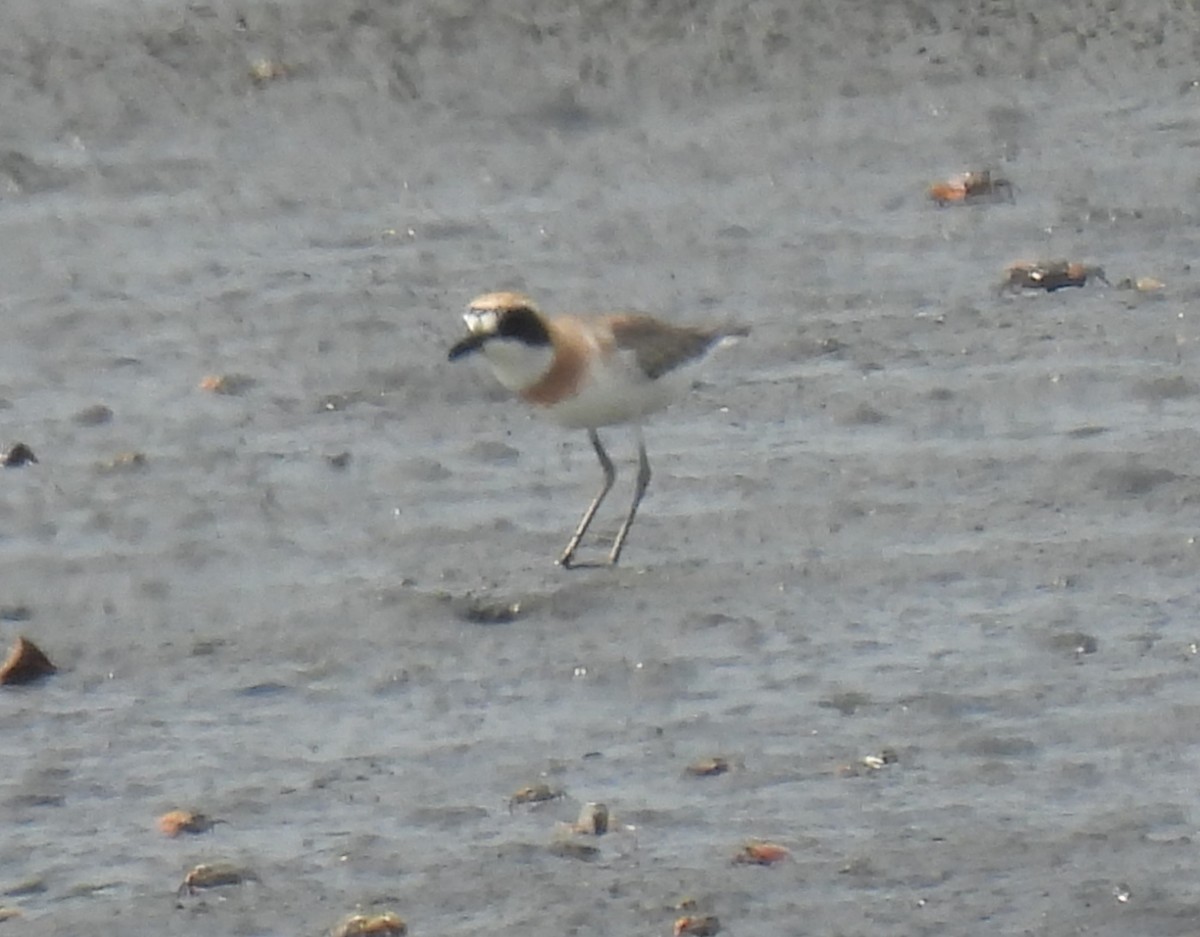 Siberian/Tibetan Sand-Plover - ML439261971