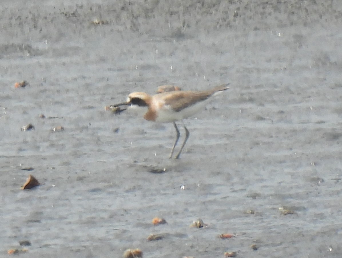 Siberian/Tibetan Sand-Plover - Scott Weaver