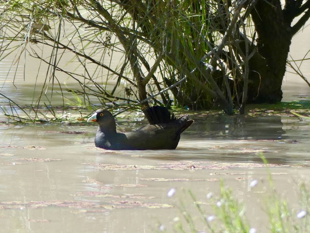 Black-tailed Nativehen - ML439262581