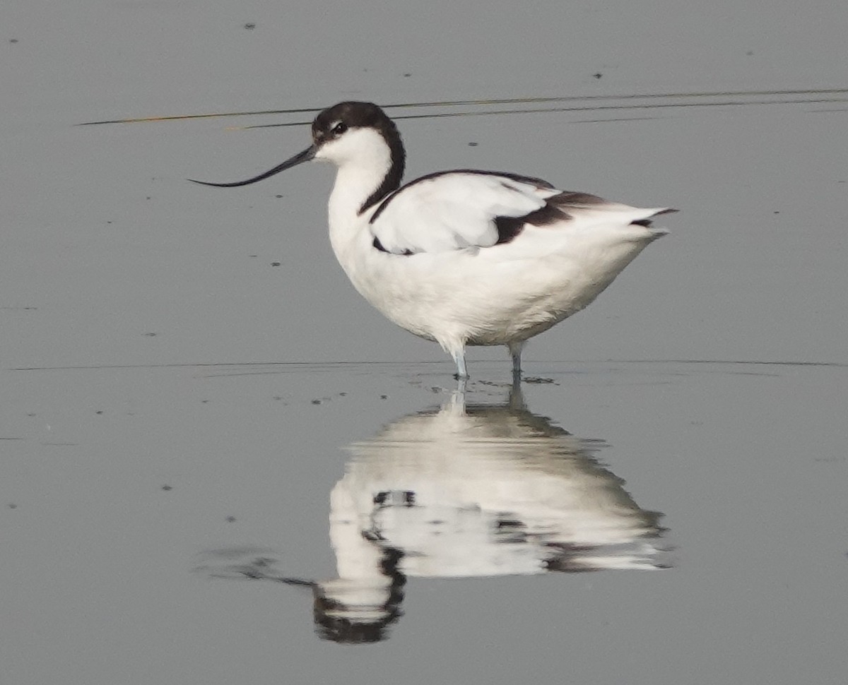 Pied Avocet - Prof Chandan Singh Dalawat