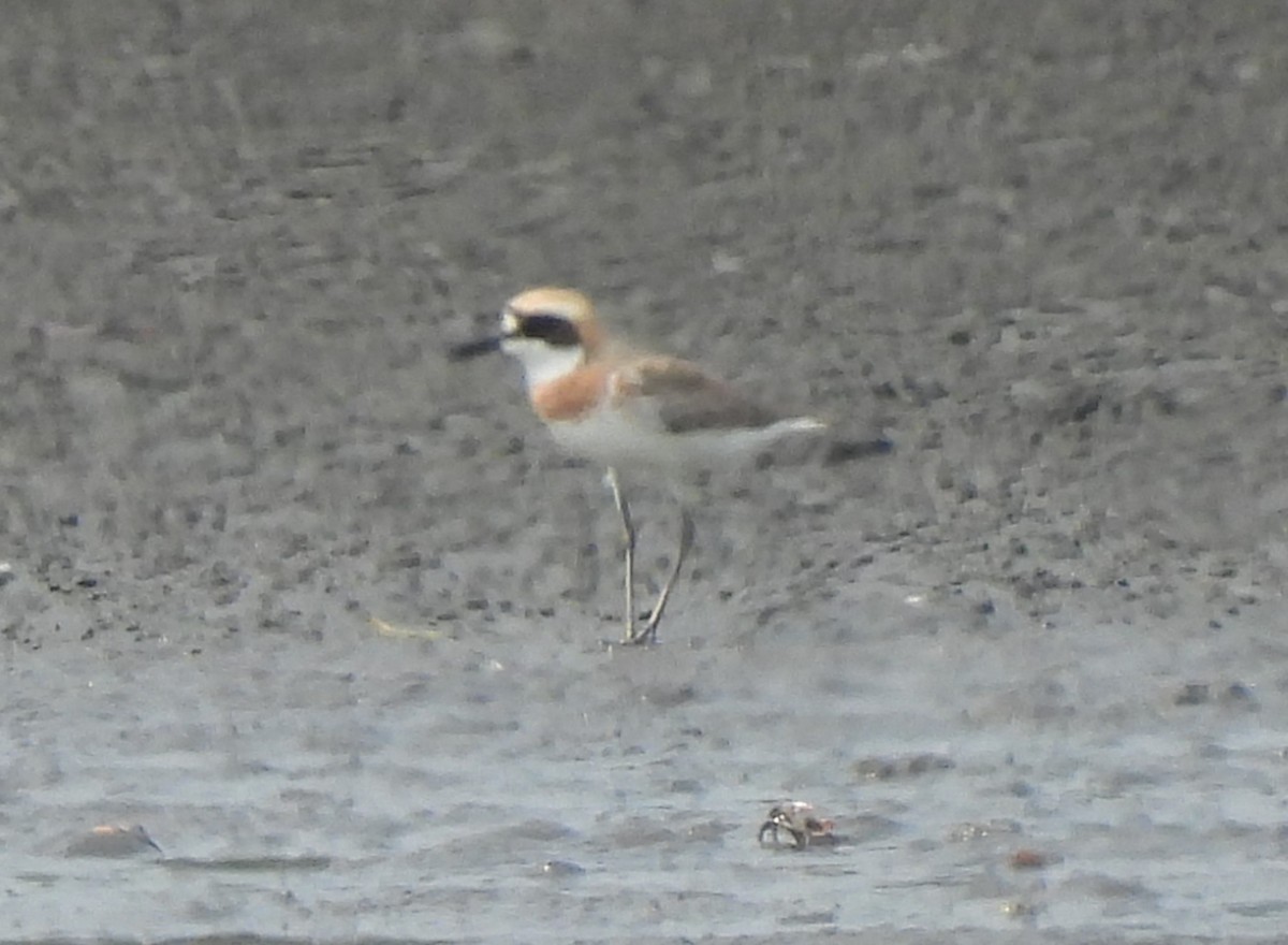 Siberian/Tibetan Sand-Plover - ML439263011