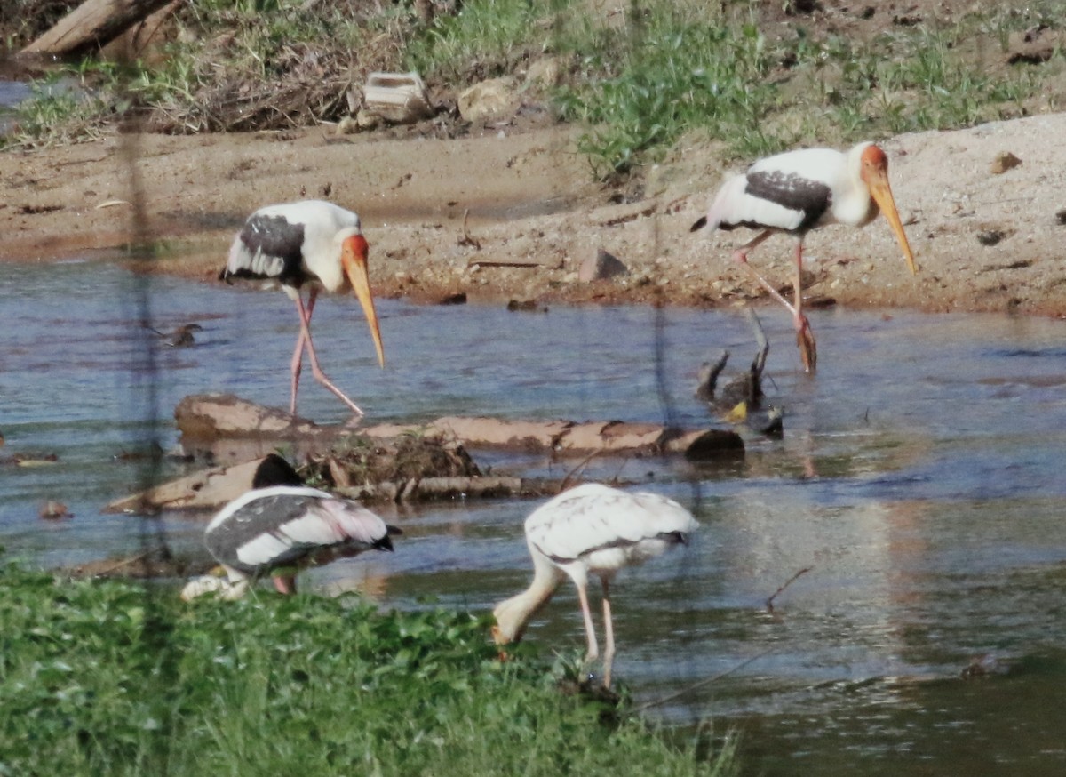 Milky Stork - ML439265491