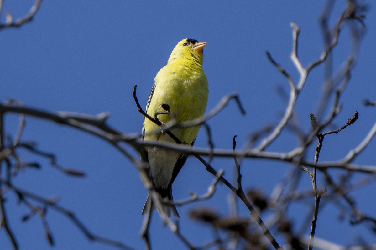 American Goldfinch - ML439266841