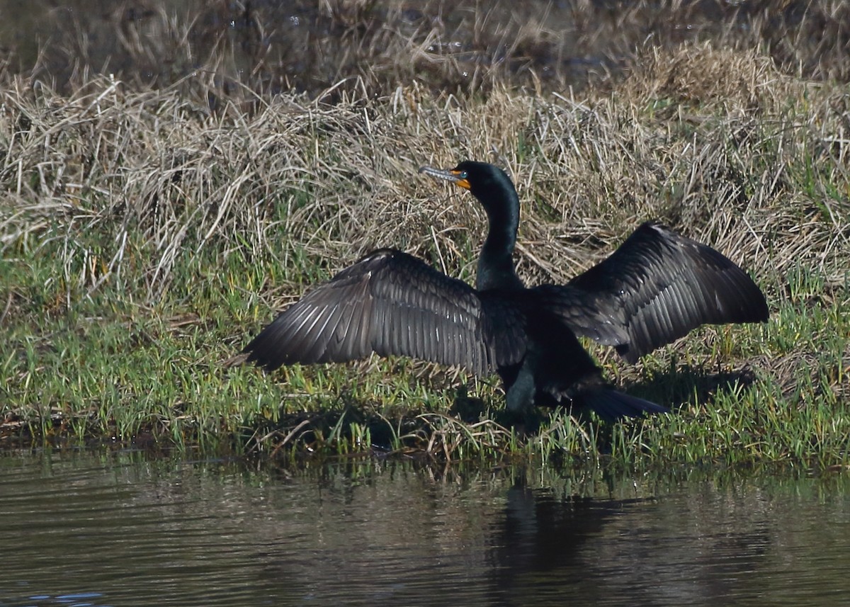 Double-crested Cormorant - Kent Leland