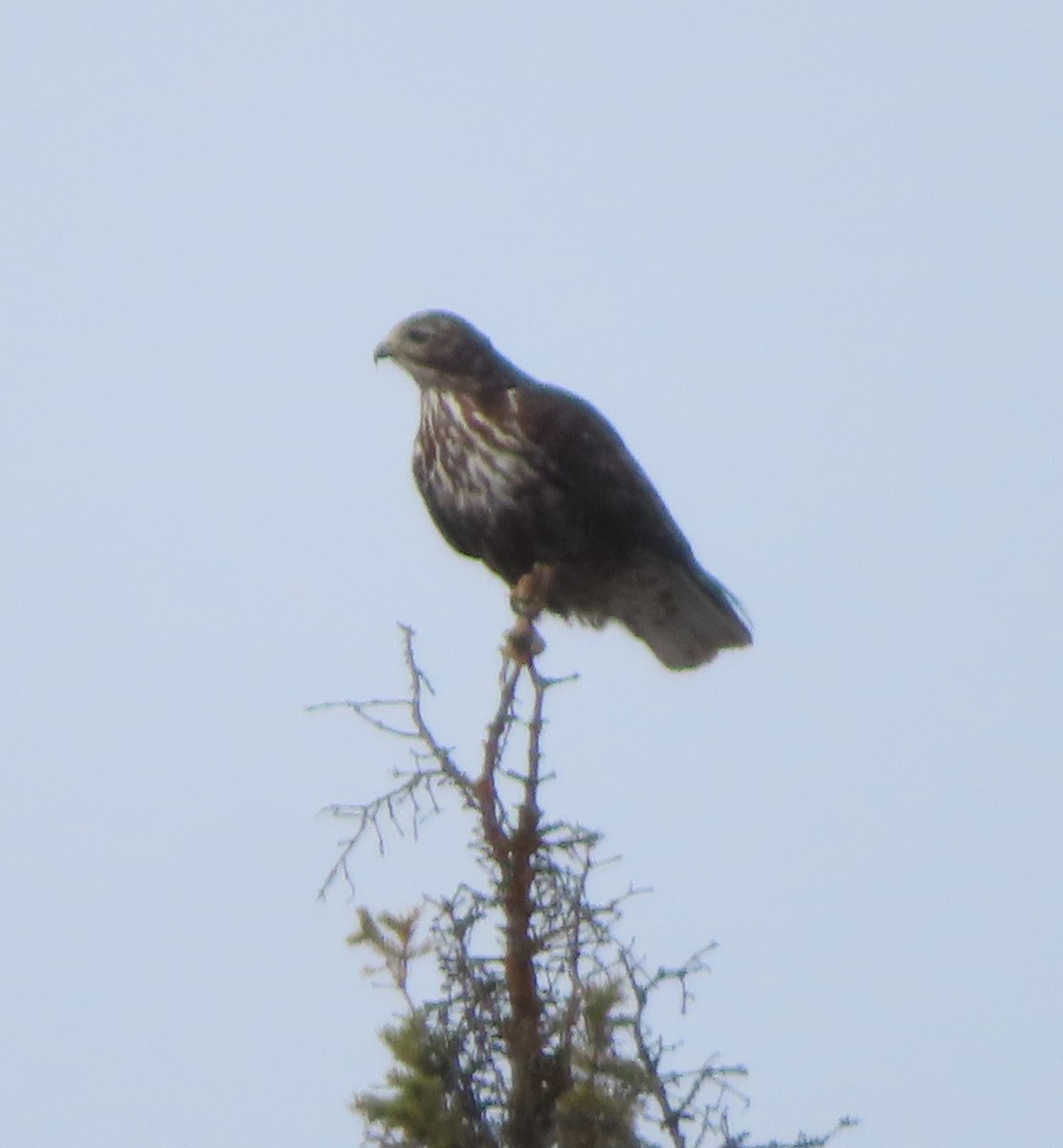 Red-tailed Hawk (Harlan's) - ML439267831