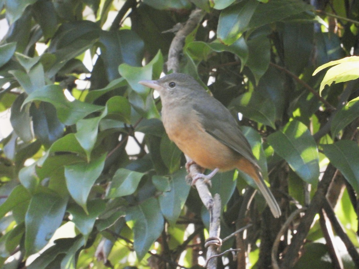 Rufous Shrikethrush - ML439269851