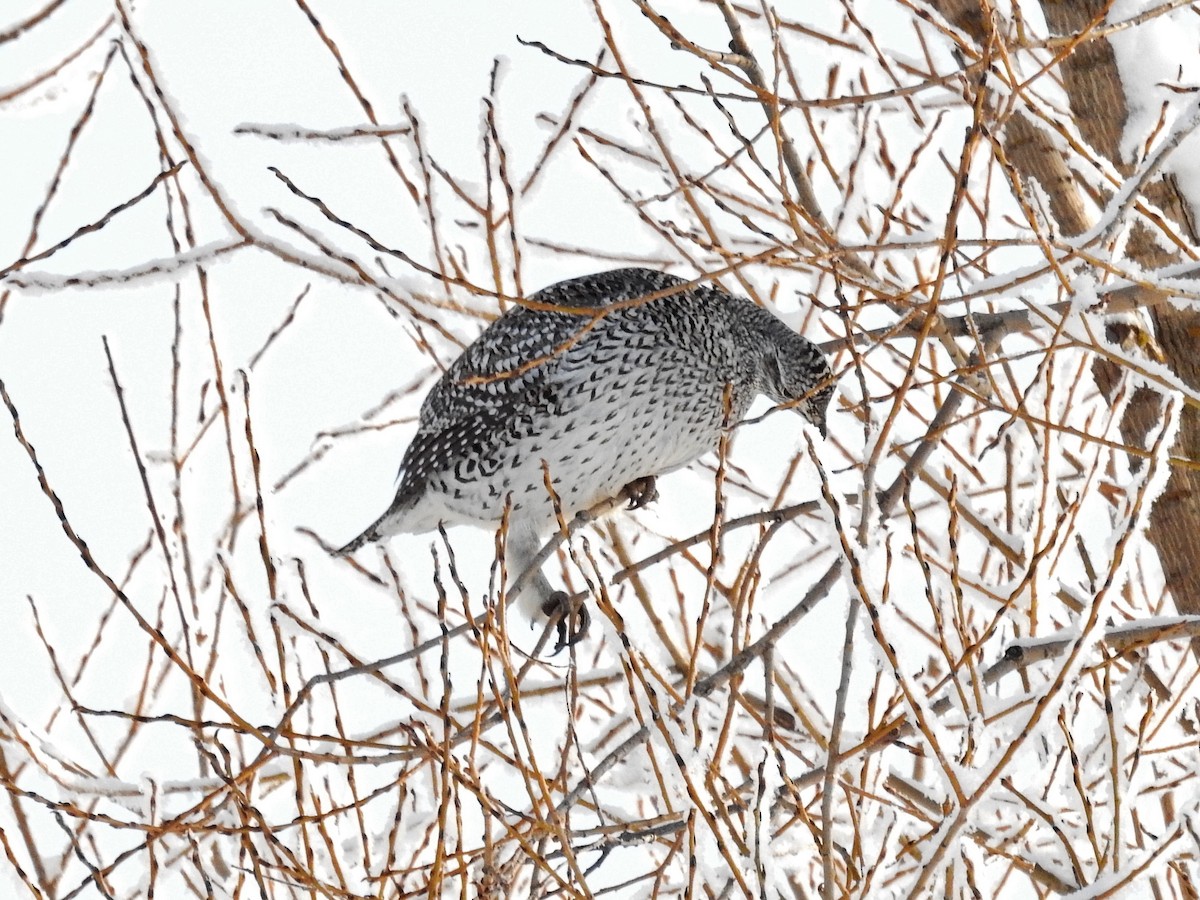 Sharp-tailed Grouse - ML43926991