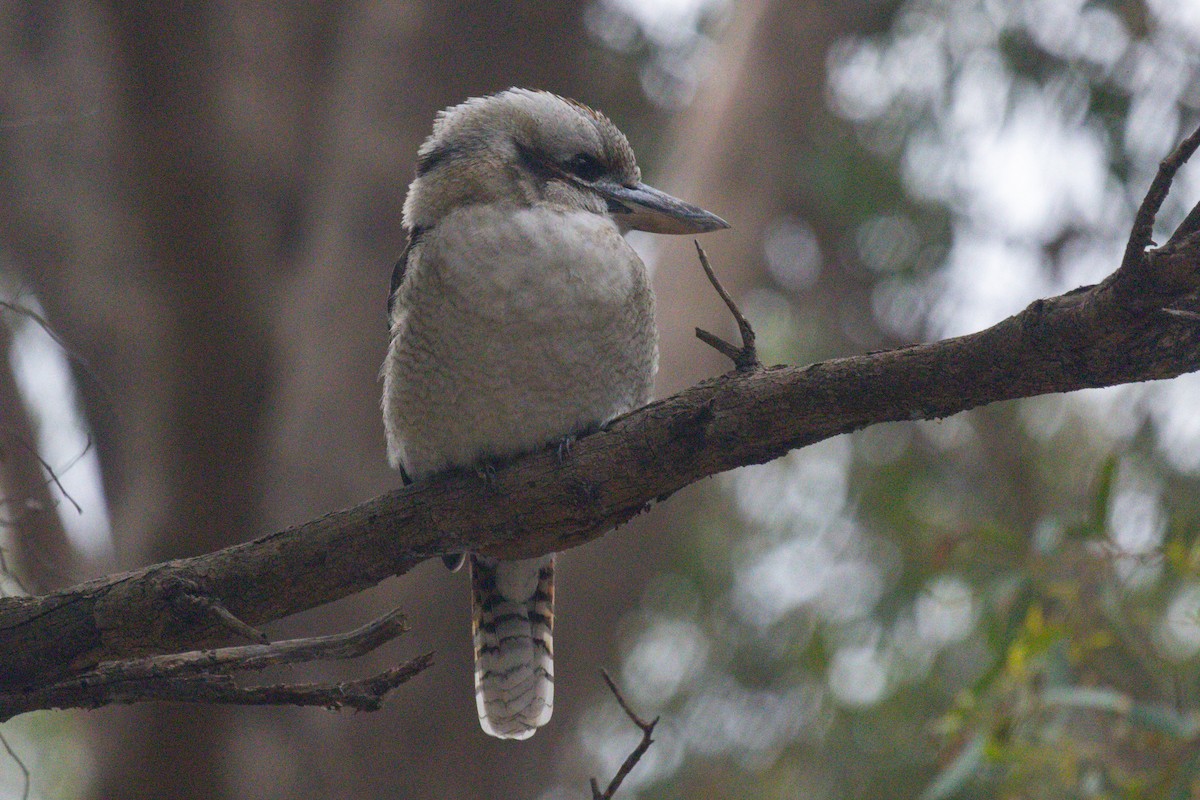 Laughing Kookaburra - Richard and Margaret Alcorn