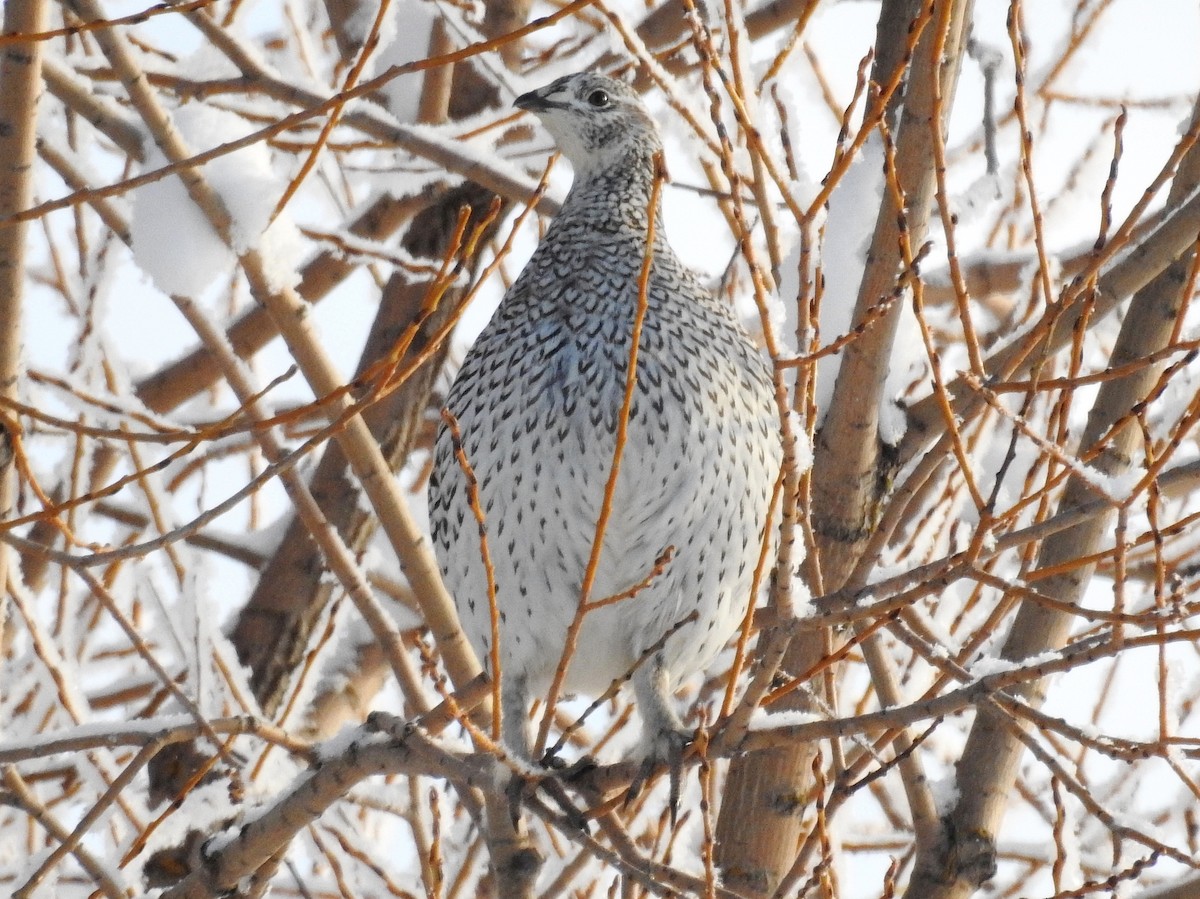 Sharp-tailed Grouse - ML43927011