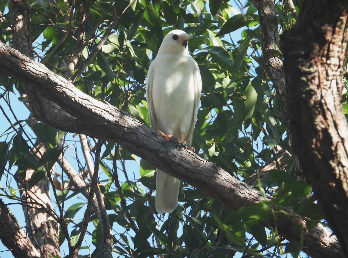 Gray Goshawk - ML439270941