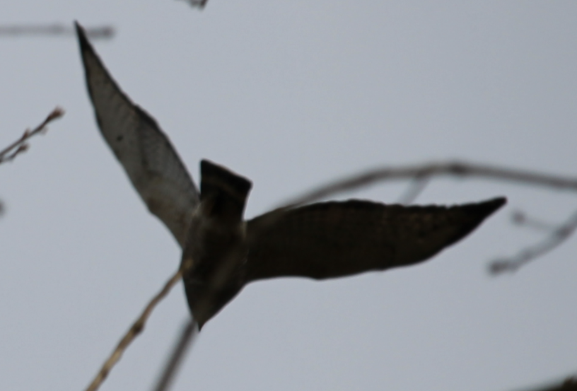 Broad-winged Hawk - ML439271021