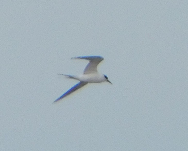 splitterne - ML43927161