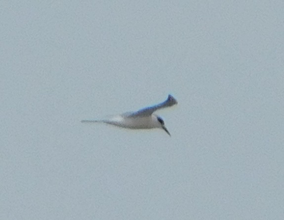 splitterne - ML43927171