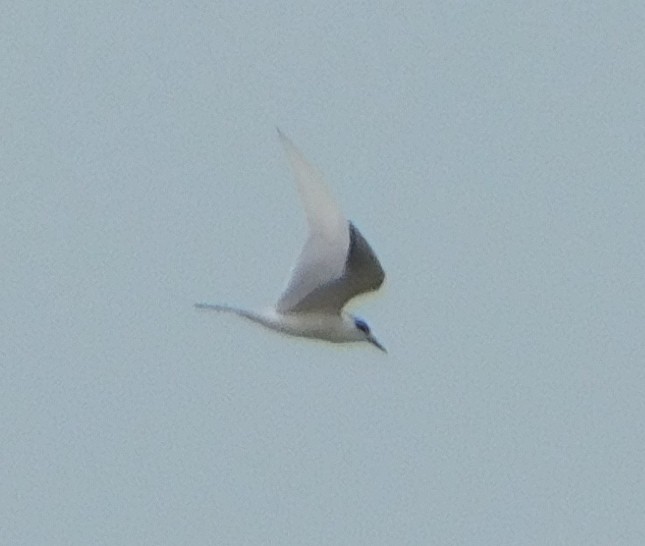 splitterne - ML43927181