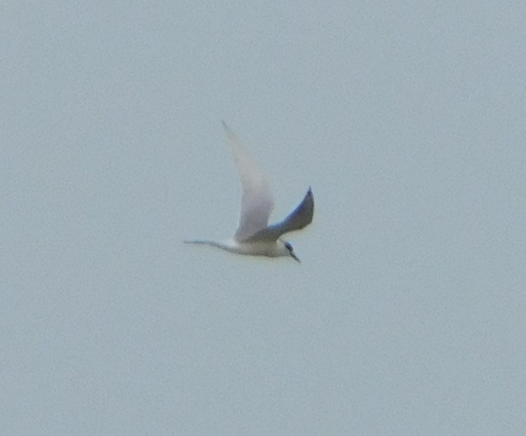 splitterne - ML43927191