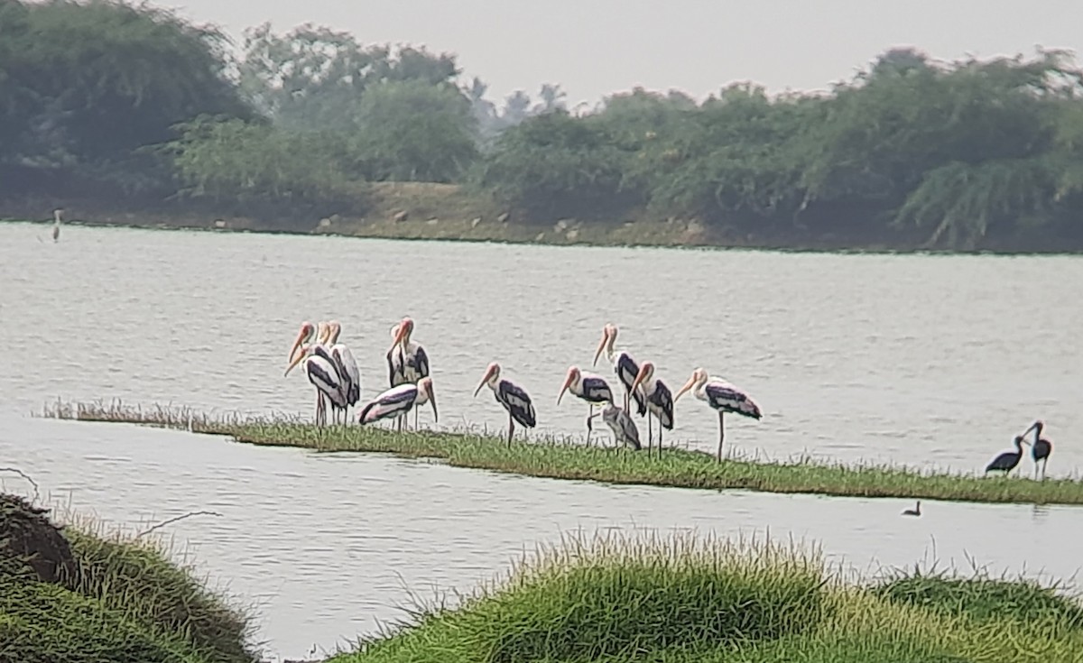 Painted Stork - ML439272311