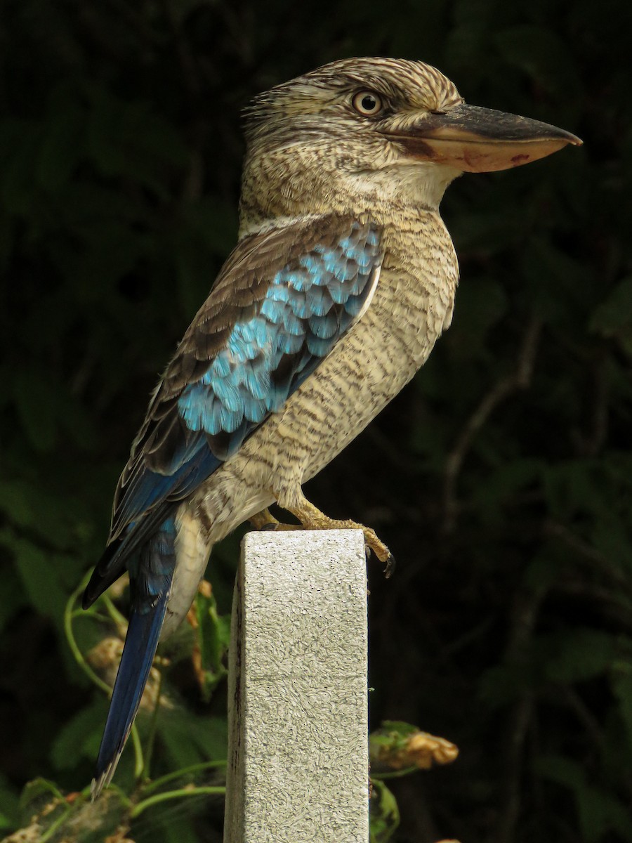 Blue-winged Kookaburra - ML439272381