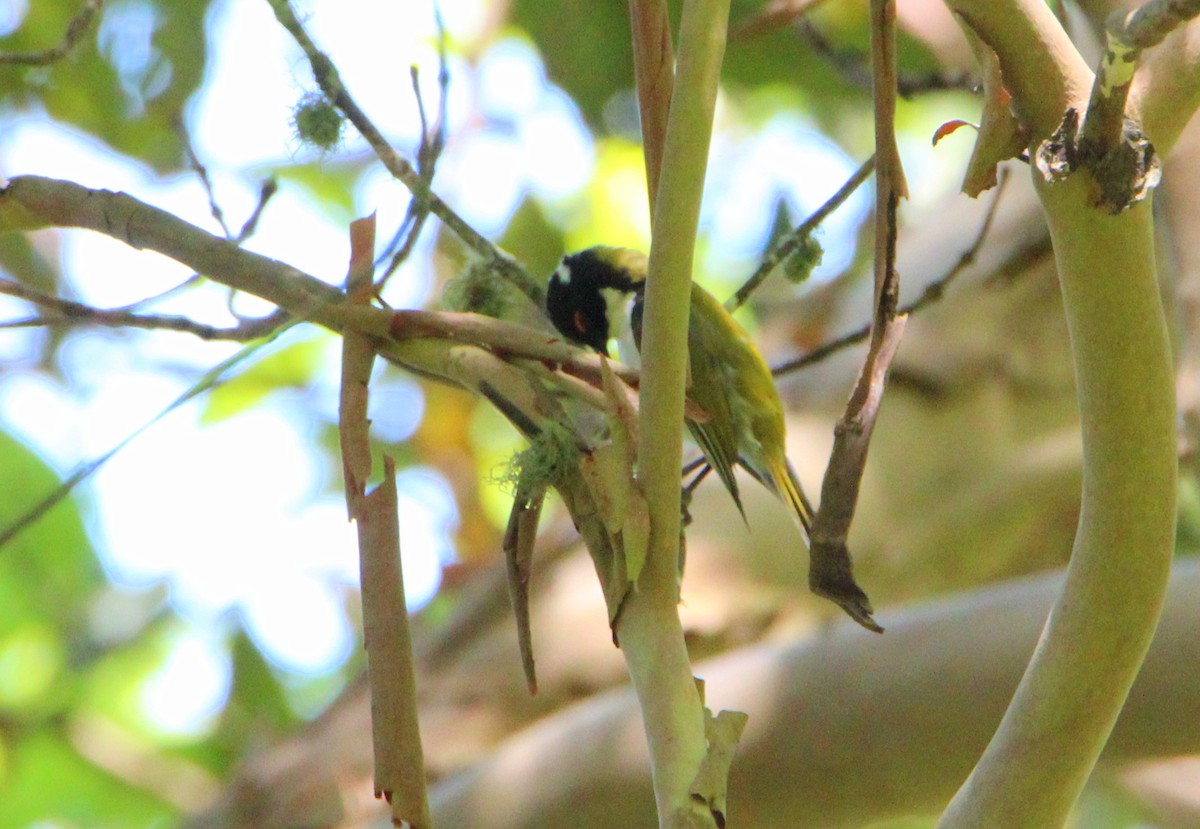 White-naped Honeyeater - ML43927341